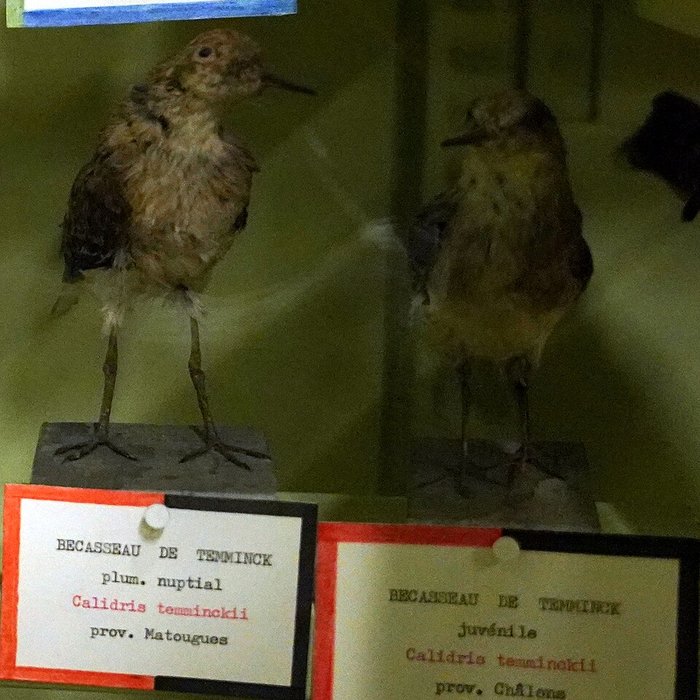 Photo de Musée municipal