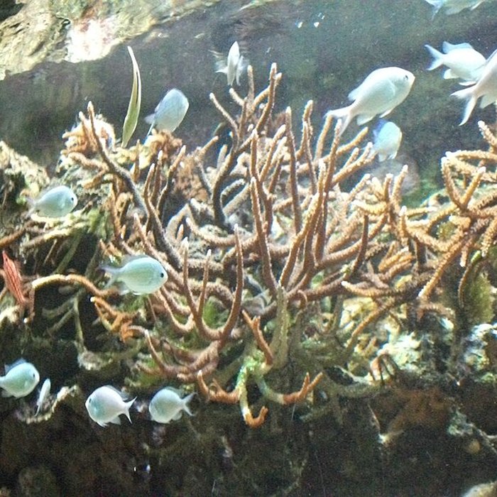 Photo de Muséum-Aquarium de Nancy