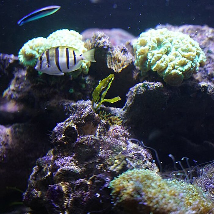 Photo de Muséum-Aquarium de Nancy