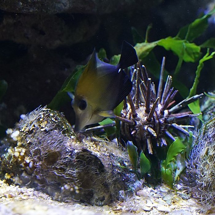 Photo de Muséum-Aquarium de Nancy