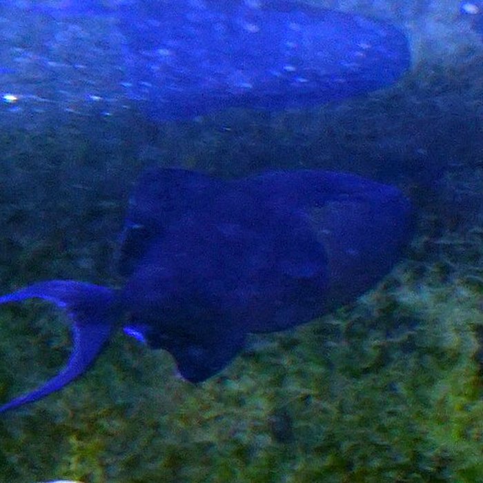 Photo de Muséum-Aquarium de Nancy