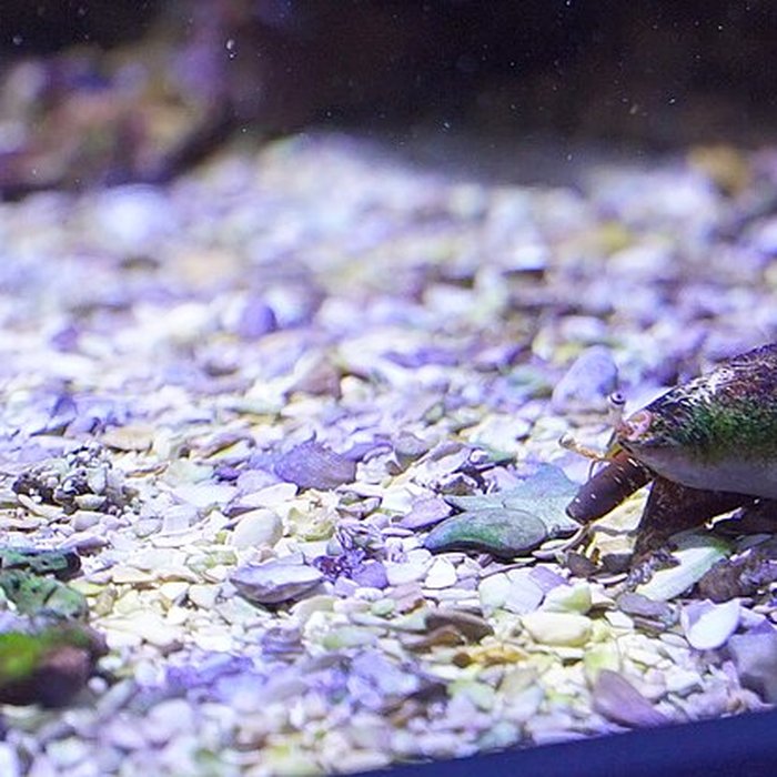 Photo de Muséum-Aquarium de Nancy