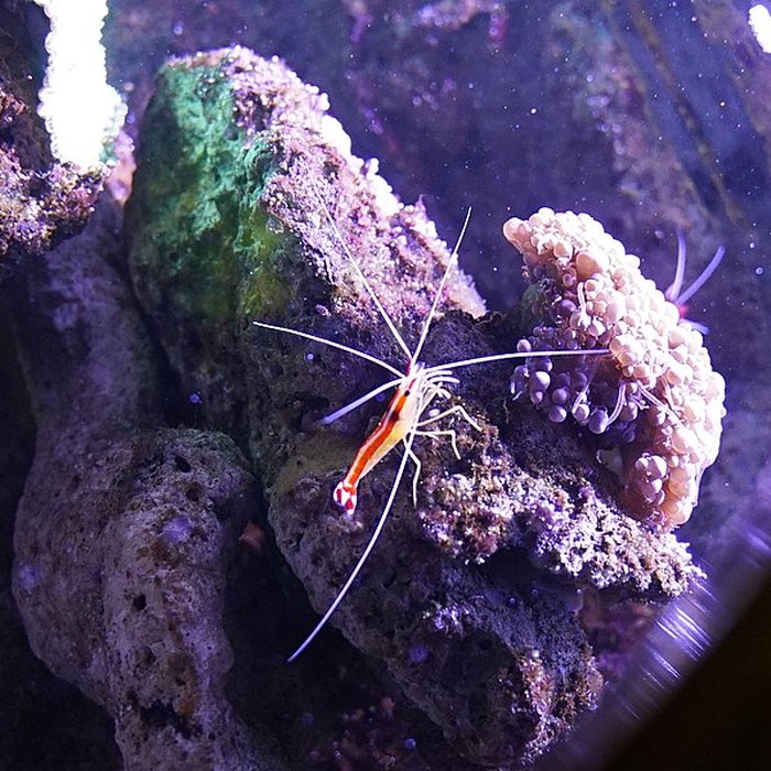 Photo de Muséum-Aquarium de Nancy