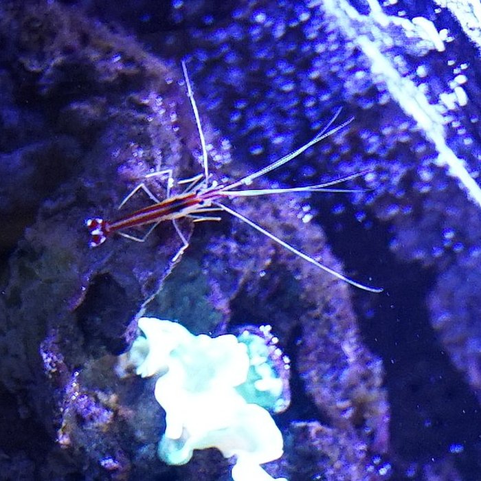 Photo de Muséum-Aquarium de Nancy
