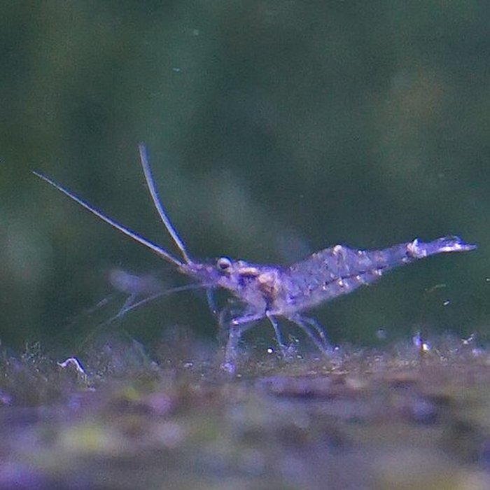 Photo de Muséum-Aquarium de Nancy