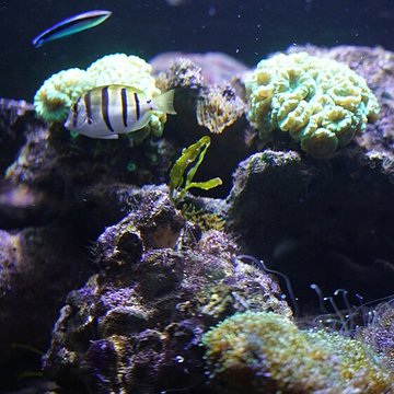 Muséum-Aquarium de Nancy