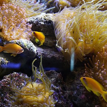 Muséum-Aquarium de Nancy