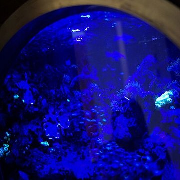 Muséum-Aquarium de Nancy