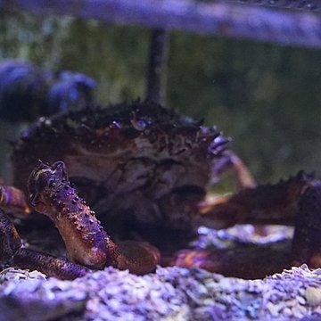 Muséum-Aquarium de Nancy