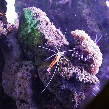 Muséum-Aquarium de Nancy