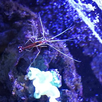 Muséum-Aquarium de Nancy