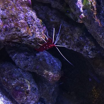 Muséum-Aquarium de Nancy