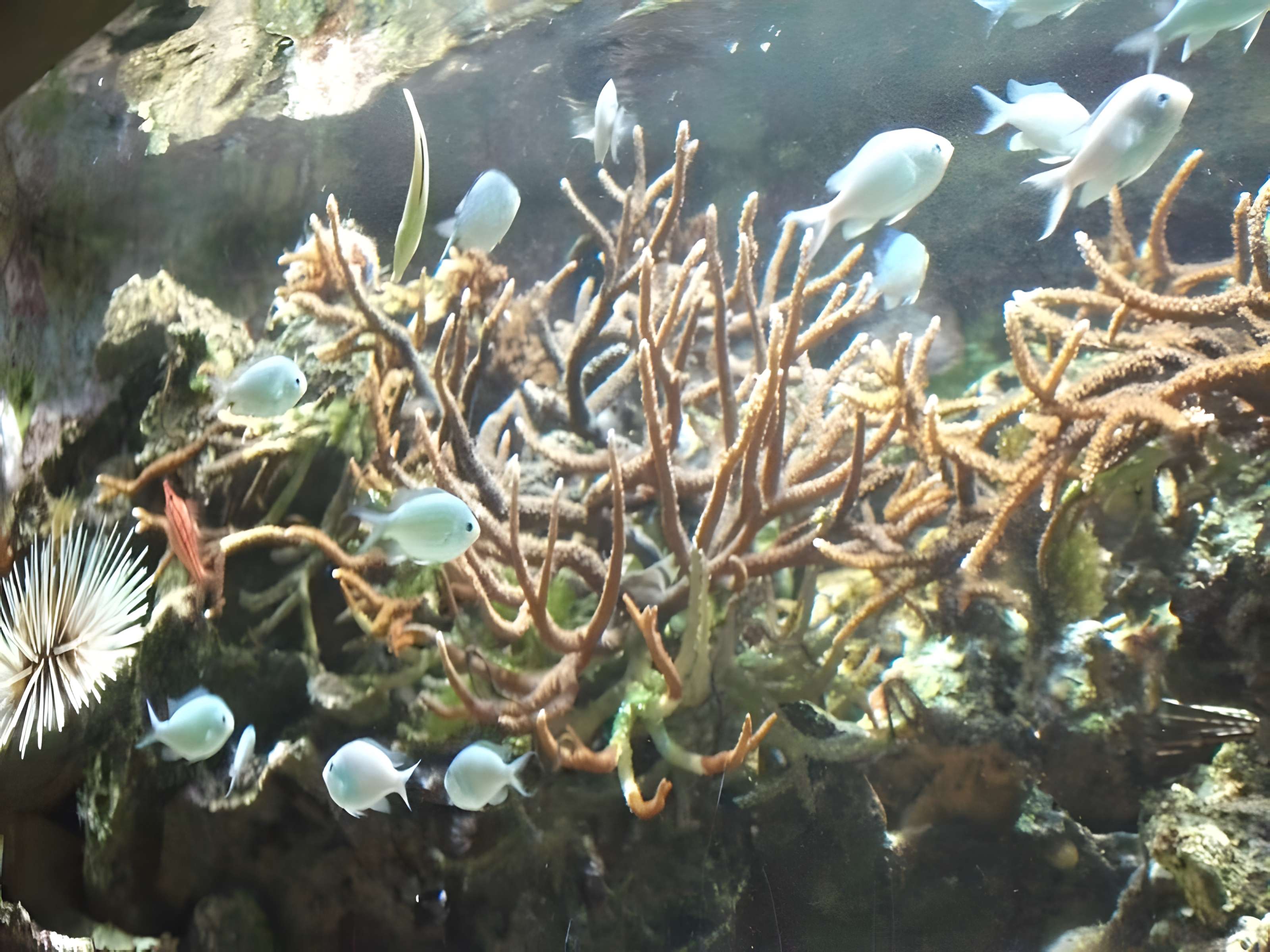 Muséum-Aquarium de Nancy