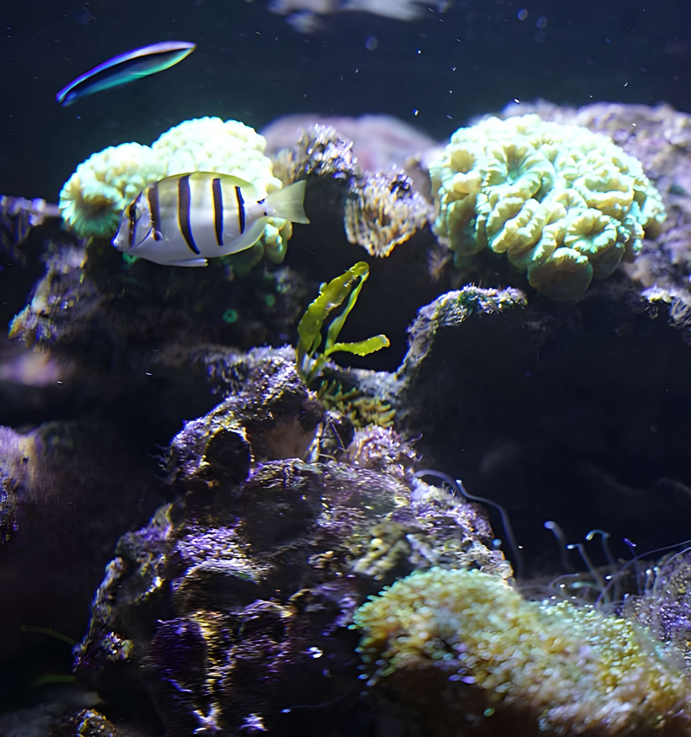 Muséum-Aquarium de Nancy