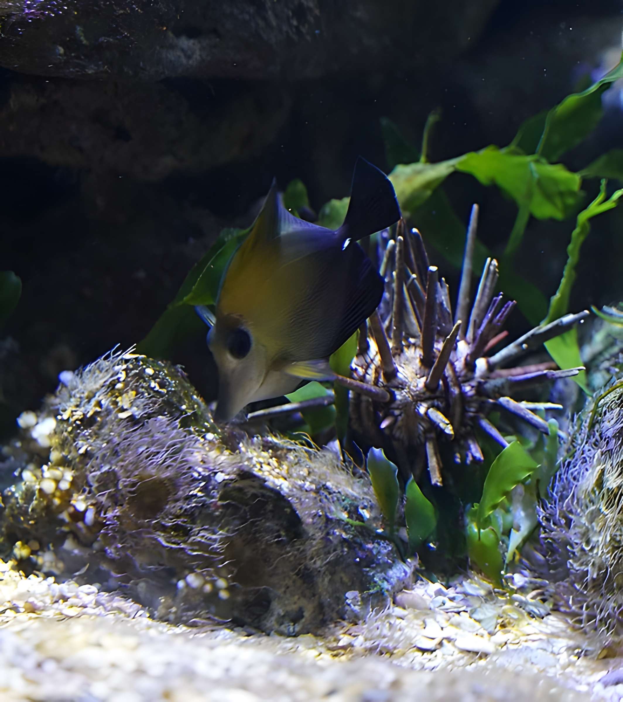 Muséum-Aquarium de Nancy