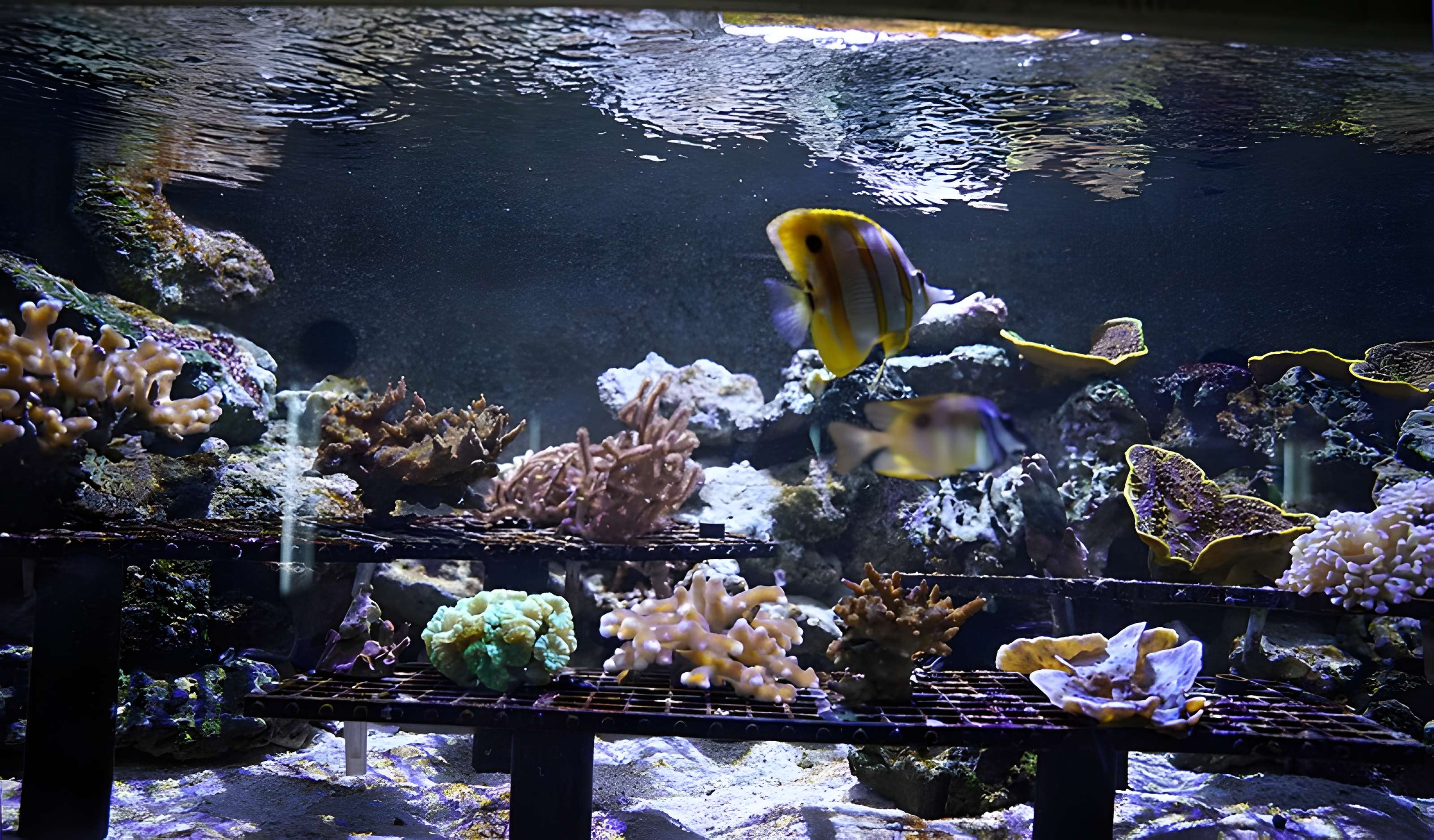Muséum-Aquarium de Nancy