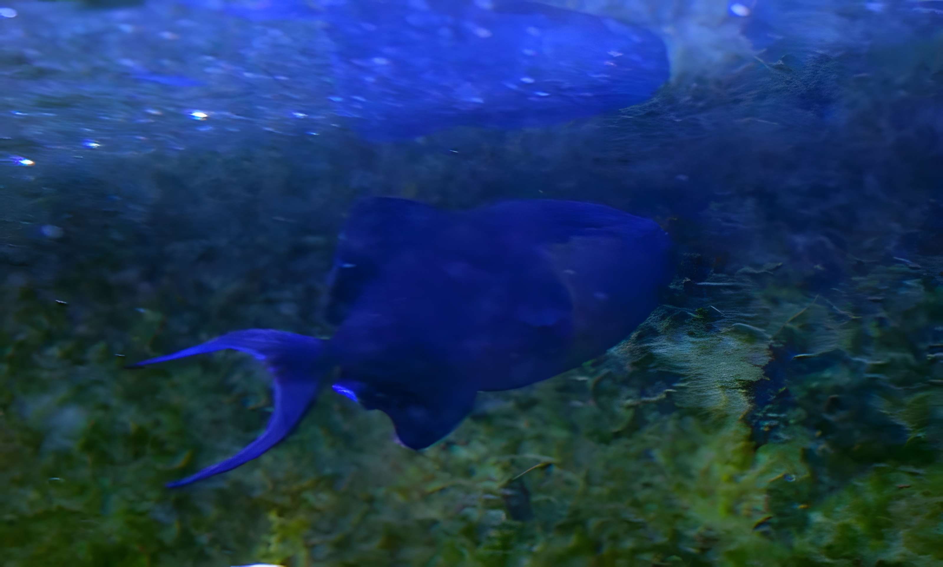 Muséum-Aquarium de Nancy