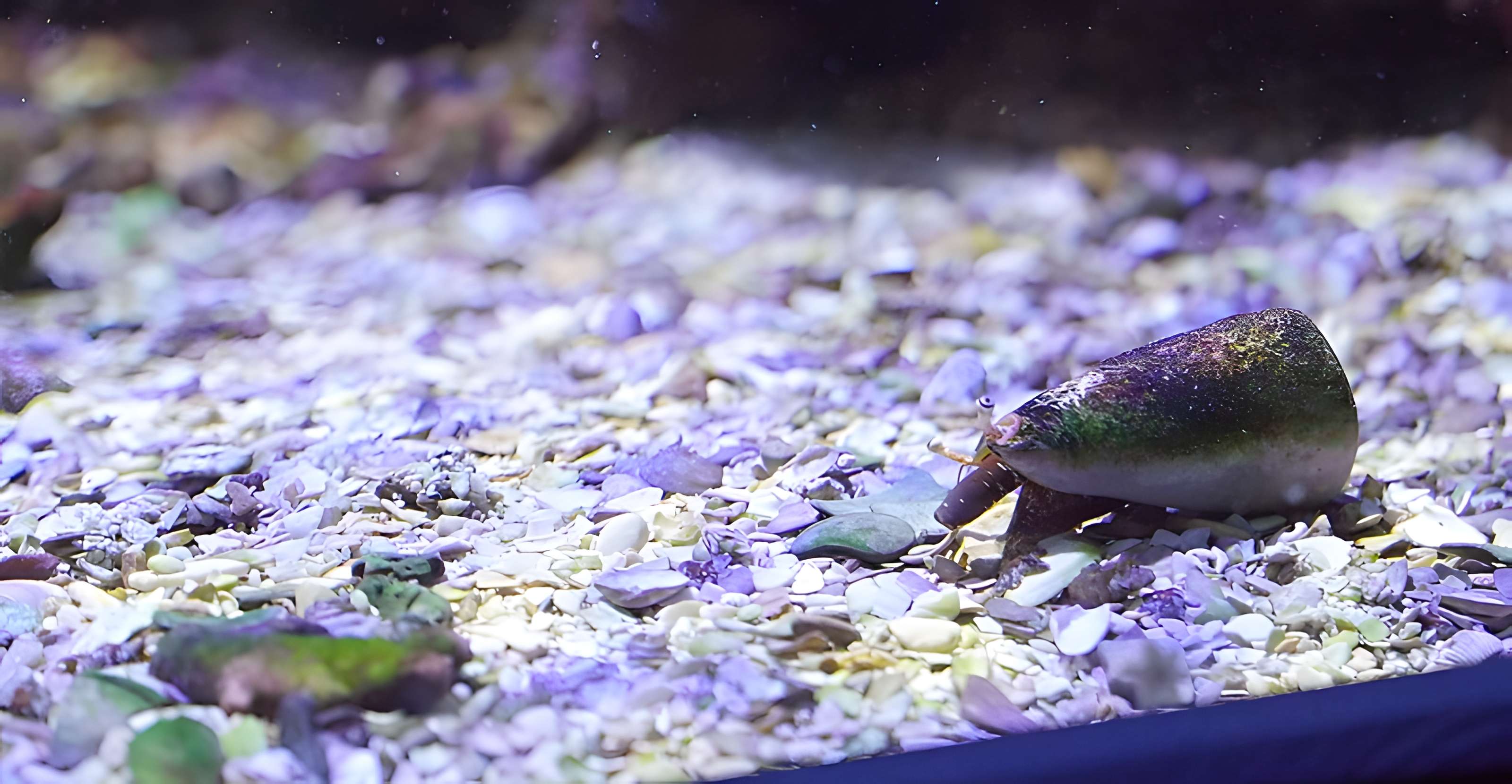 Muséum-Aquarium de Nancy