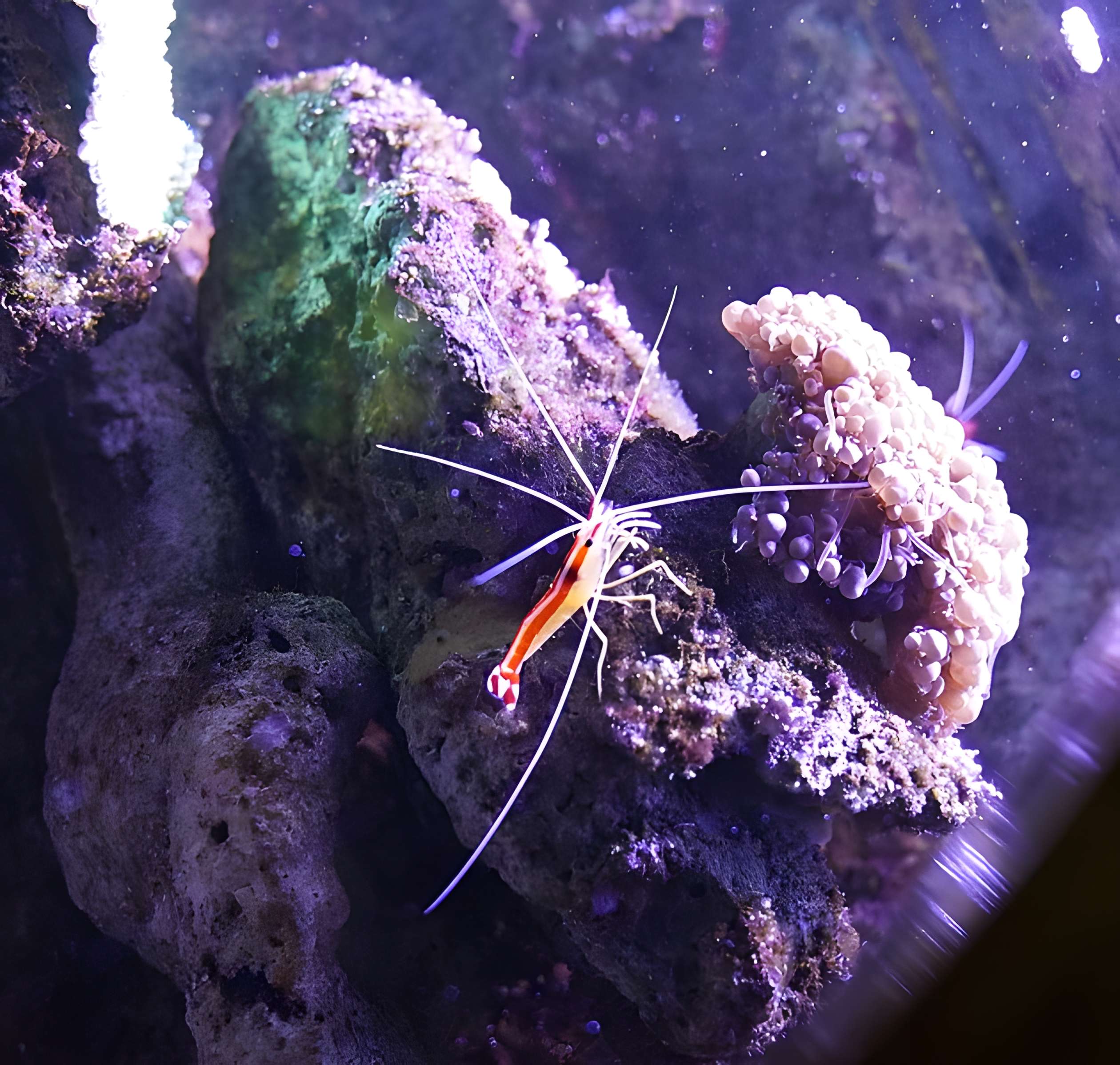 Muséum-Aquarium de Nancy