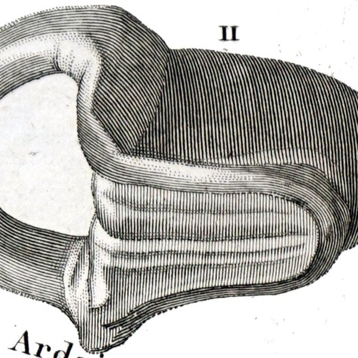Photo de Forum antique de Bavay