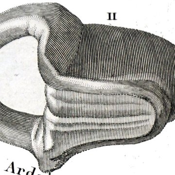 Forum antique de Bavay