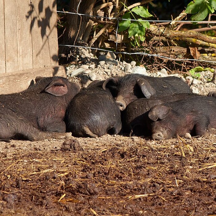Photo de écomusée d’Alsace