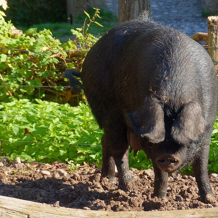 Photo de écomusée d’Alsace