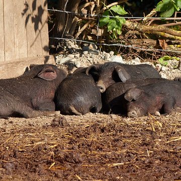 écomusée d’Alsace