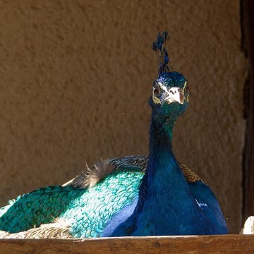 écomusée d’Alsace