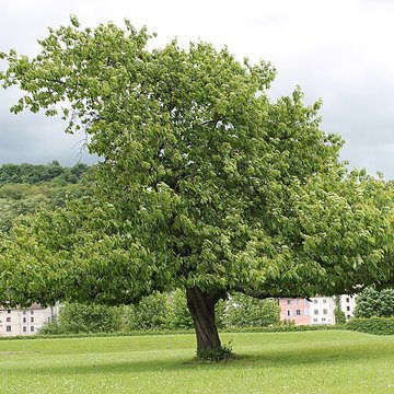 Musée archéologique