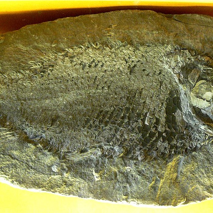 Photo de Musée Jean-Léon Gérôme