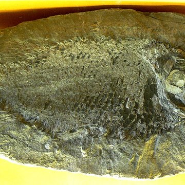 Musée Jean-Léon Gérôme