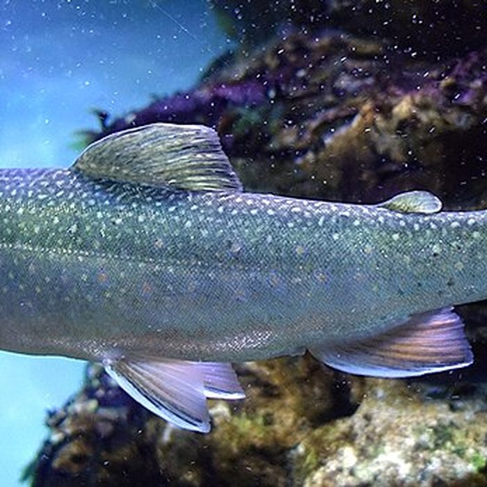 Photo de Musée-château