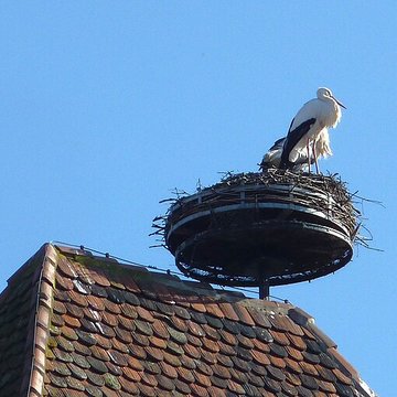 Tour des Sorcières de Sélestat