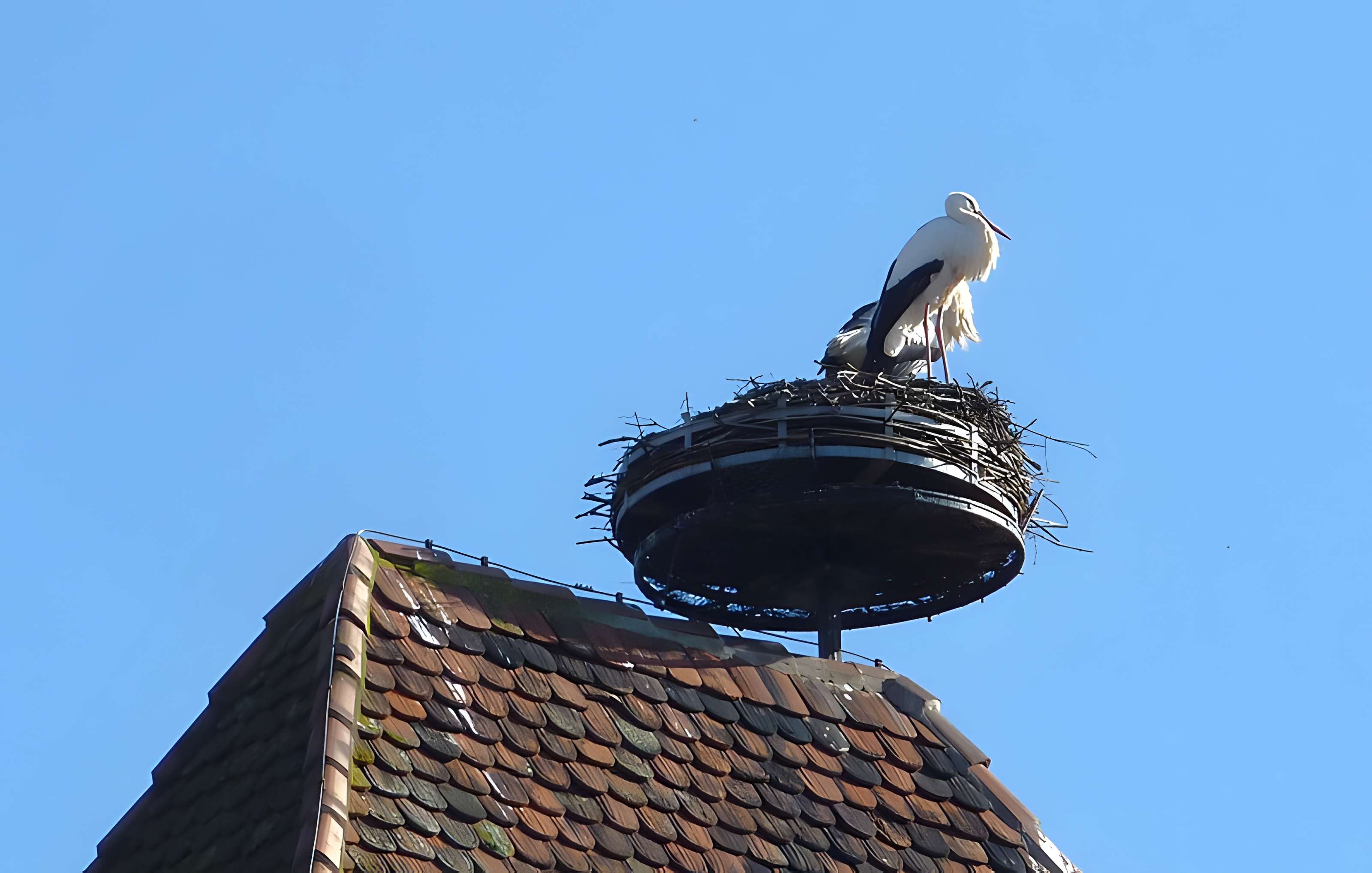 Tour des Sorcières de Sélestat