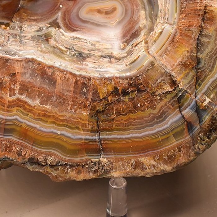 Photo de Muséum dhistoire naturelle Philadelphe Thomas