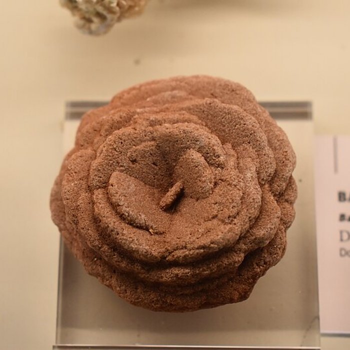 Photo de Muséum dhistoire naturelle Philadelphe Thomas