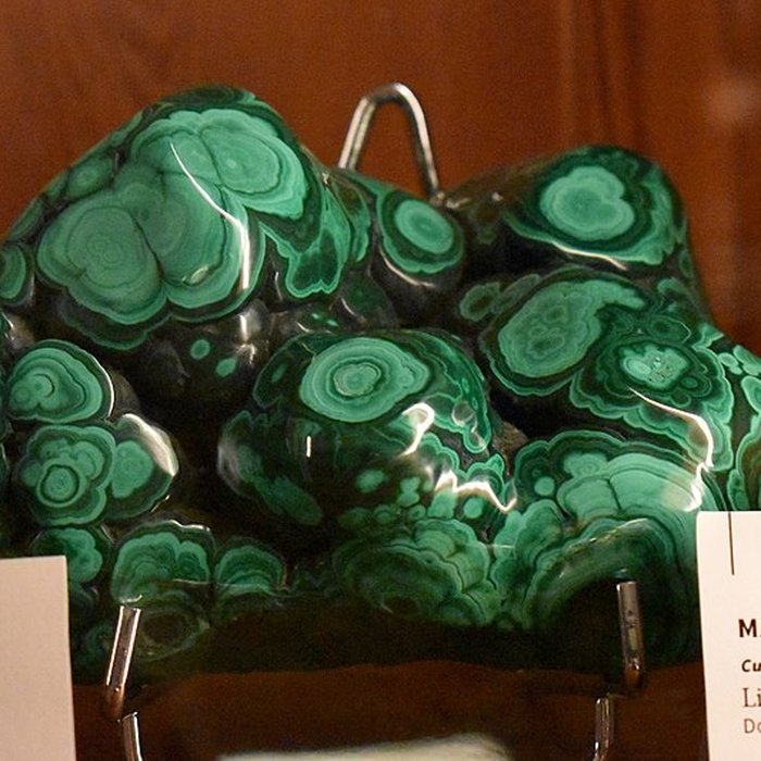 Photo de Muséum dhistoire naturelle Philadelphe Thomas