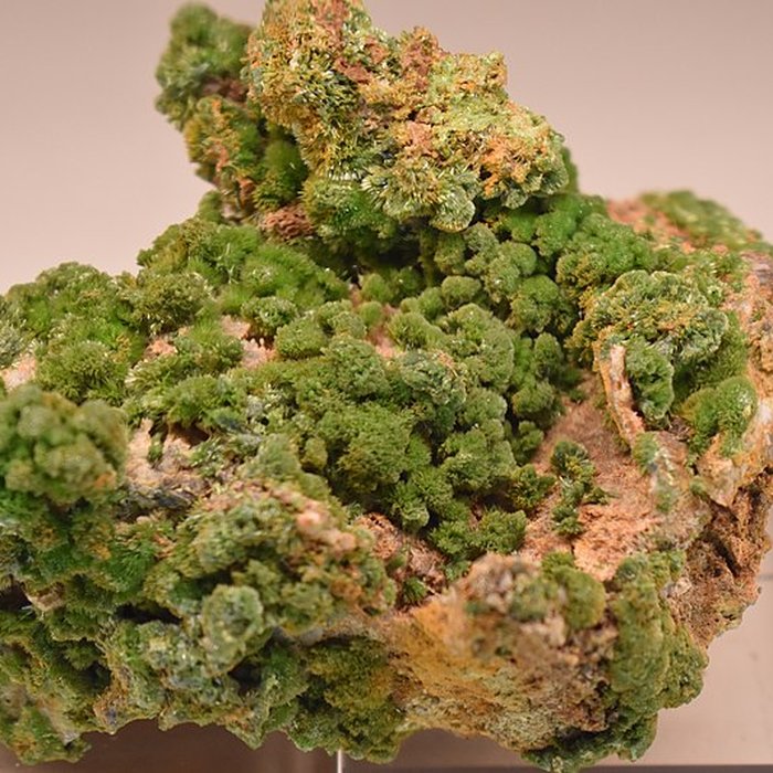 Photo de Muséum dhistoire naturelle Philadelphe Thomas