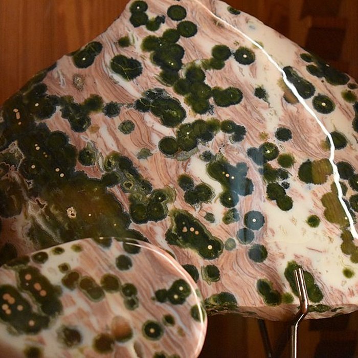 Photo de Muséum dhistoire naturelle Philadelphe Thomas