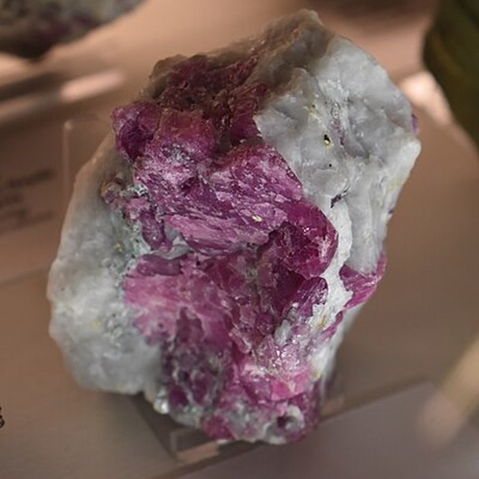 Photo de Muséum dhistoire naturelle Philadelphe Thomas