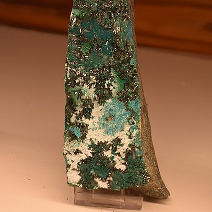 Photo de Muséum dhistoire naturelle Philadelphe Thomas