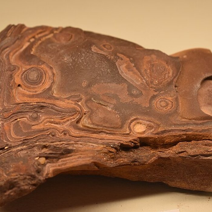 Photo de Muséum dhistoire naturelle Philadelphe Thomas