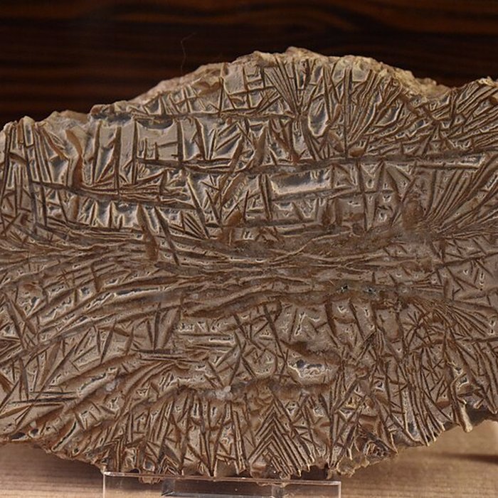 Photo de Muséum dhistoire naturelle Philadelphe Thomas