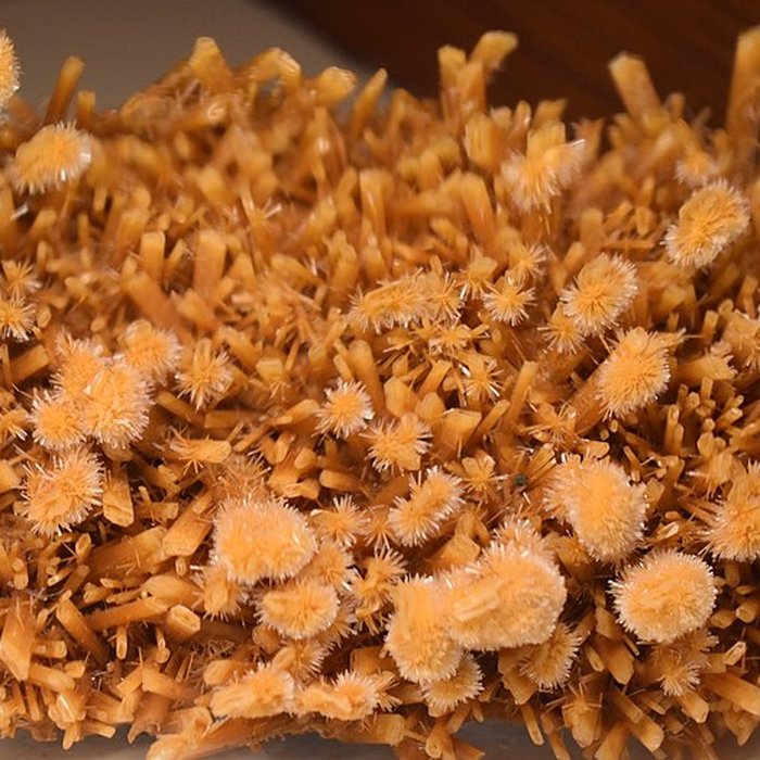 Photo de Muséum dhistoire naturelle Philadelphe Thomas