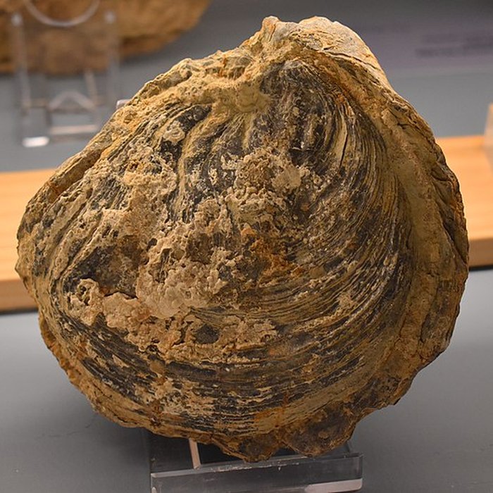 Photo de Muséum dhistoire naturelle Philadelphe Thomas