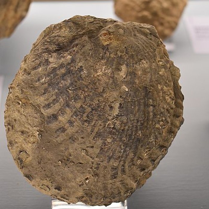 Photo de Muséum dhistoire naturelle Philadelphe Thomas