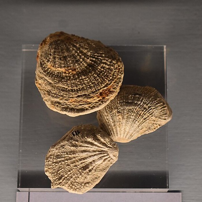 Photo de Muséum dhistoire naturelle Philadelphe Thomas