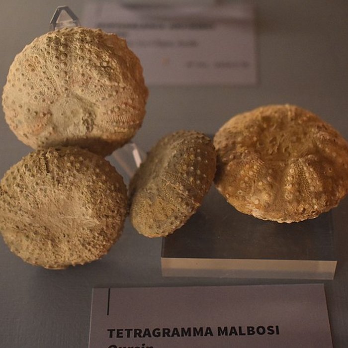 Photo de Muséum dhistoire naturelle Philadelphe Thomas