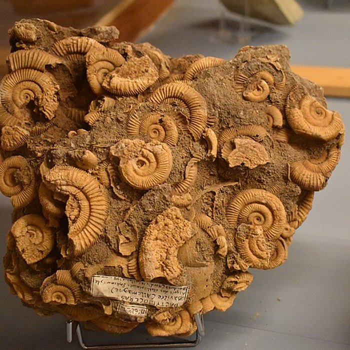 Photo de Muséum dhistoire naturelle Philadelphe Thomas